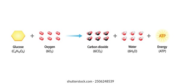 Cellular Respiration Equation. Metabolic reactions. Biology Education. Vector illustration.