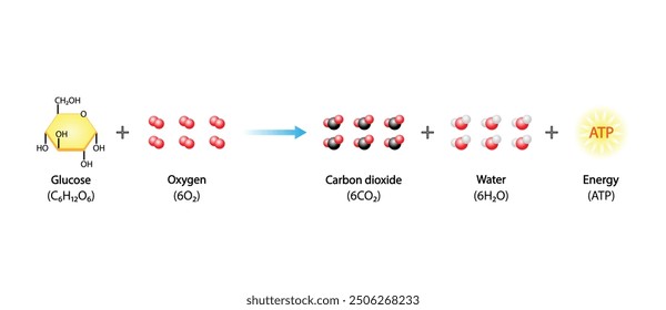 Cellular Respiration Equation. Metabolic reactions. Biology Education. Vector illustration.