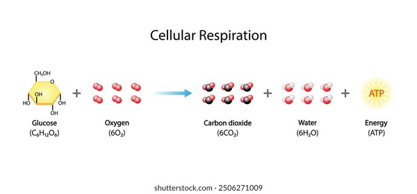 Cellular Respiration Equation. Metabolic reactions. Biology Education. Vector illustration.