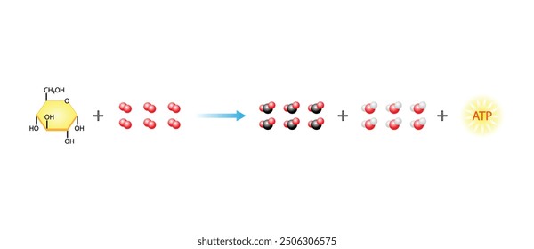 Cellular Respiration Equation. Metabolic reactions. Biology Education. Vector illustration.