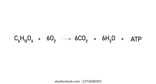 Cellular Respiration Equation Scientific Design. Vector Illustration.