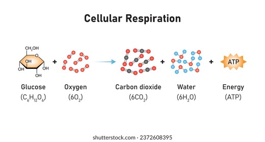 Cellular Respiration Equation Scientific Design. Vector Illustration.