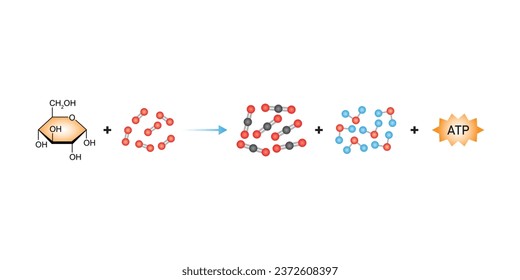 Cellular Respiration Equation Scientific Design. Vector Illustration.