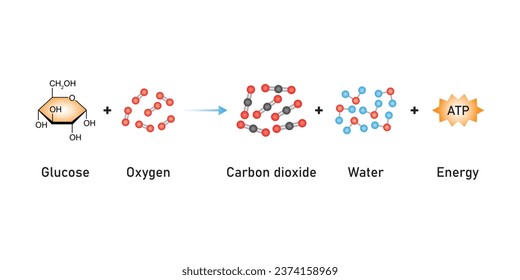 Cellular Respiration Equation Scientific Design. Vector Illustration.