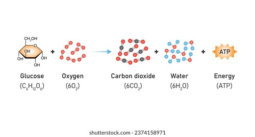 Cellular Respiration Equation Scientific Design. Vector Illustration.