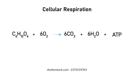 Cellular Respiration Equation Scientific Design. Vector Illustration.