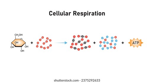 Cellular Respiration Equation Scientific Design. Vector Illustration.