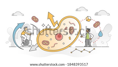 Cellular respiration as metabolic chemical energy ATP cycle outline concept. Convertion from nutrients or oxygen as molecular catabolic reactions vector illustration. Symbolic anatomical visualization Stock photo © 