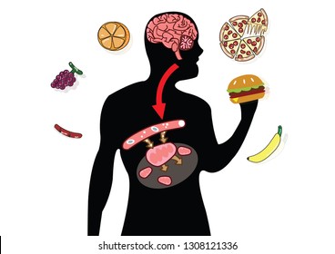 Cellular respiration in mitochondria is a set of metabolic reactions for take place in the cells of organisms to convert biochemical energy from food and other nutrients. Mitochondrial vector  