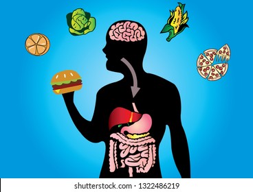 Cellular respiration in mitochondria is a set of metabolic reactions for take place in the cells of organisms to convert biochemical energy from food and other nutrients. Digestive system vector