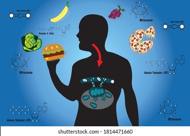 Cellular respiration in mitochondria is a set of metabolic reactions for take place in the cells of organisms to convert biochemical energy from food and other nutrients. Mitochondrial vector