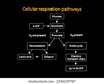Cellular respiration pathways mind map process, medical concept for presentations and reports mind map process, business concept for presentations and reports
