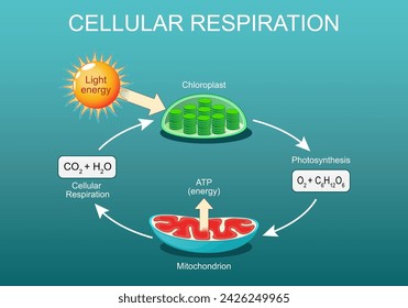 Cellular respiration. Pocesses of aerobic metabolism. Cellular Respiration and Photosynthesis, Chloroplast and Mitochondria. Vector Isometric Flat illustration.