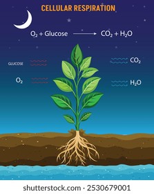 Zelluläre Atmung ist der Prozess, bei dem Zellen Glukose und Sauerstoff in Energie (ATP) umwandeln und dabei Kohlendioxid und Wasser als Nebenprodukte freisetzen.