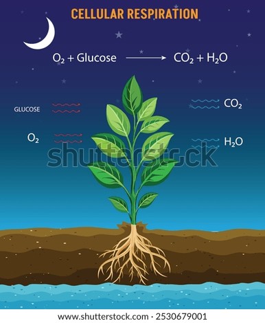 Cellular respiration is the process where cells convert glucose and oxygen into energy (ATP), releasing carbon dioxide and water as byproducts.