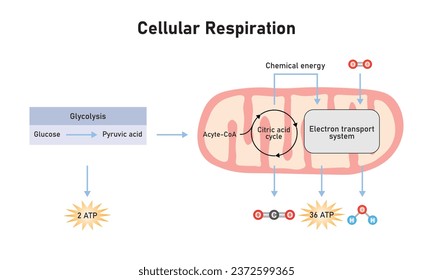 Cellular Respiration Scientific Design. Vector Illustration.