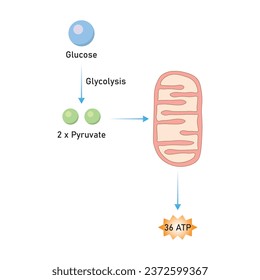 Cellular Respiration Scientific Design. Vector Illustration.