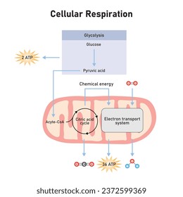 Cellular Respiration Scientific Design. Vector Illustration.