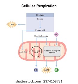 Cellular Respiration Scientific Design. Vector Illustration.