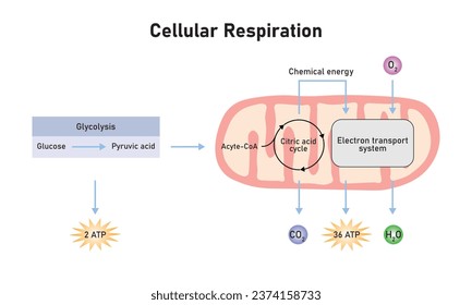 Cellular Respiration Scientific Design. Vector Illustration.