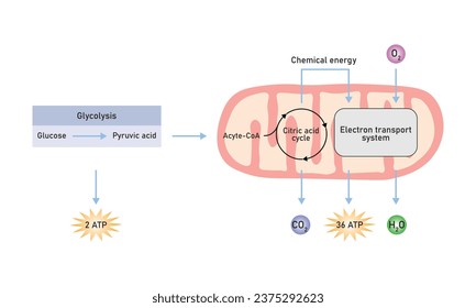 Cellular Respiration Scientific Design. Vector Illustration.