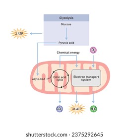 Cellular Respiration Scientific Design. Vector Illustration.