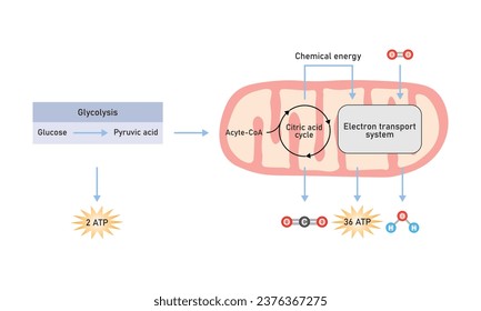 Cellular Respiration Scientific Design. Vector Illustration.