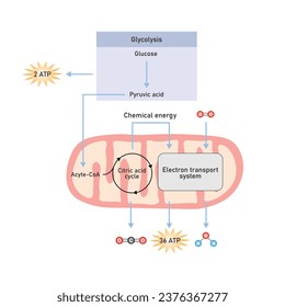 Cellular Respiration Scientific Design. Vector Illustration.