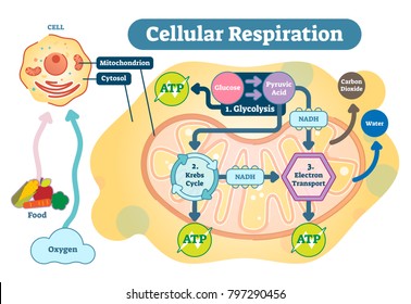 Cellular Respiration High Res Stock Images Shutterstock