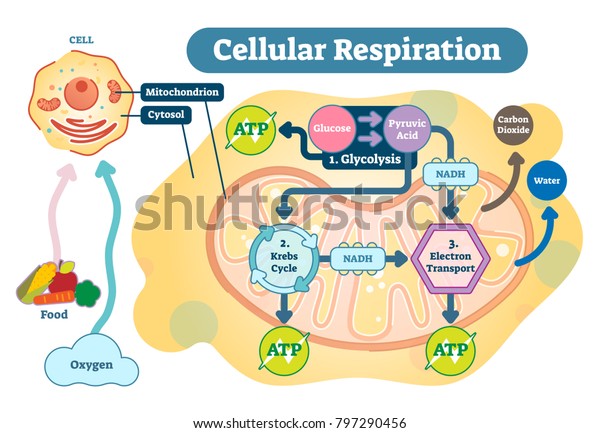 [Imagen: cellular-respiration-set-metabolic-react...290456.jpg]