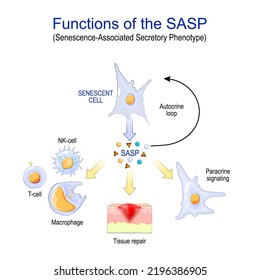 Cellular senescence. Functions of the SASP. Senescence-Associated Secretory Phenotype. changes senescent cells During ageing. spread the senescence phenotype in a paracrine manner to surrounding cells