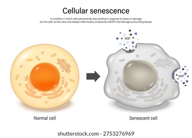 Cellular senescence. Normal cell and senescence cell. Zombie cells. Hallmarks of ageing.