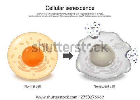 Cellular senescence. Normal cell and senescence cell. Zombie cells. Hallmarks of ageing.