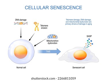 senescencia celular. De Normal a Celda Senescente. La disfunción mitocondrial por telómero y ADN dañada son los principales causantes de daño en el envejecimiento. Fenotipo secretor asociado a la senescencia SASP.