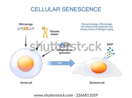 cellular senescence. From Normal to Senescent cell. Telomere and DNA damaged, mitochondrial dysfunction are primary drivers of damage in aging. Senescence-associated secretory phenotype SASP.