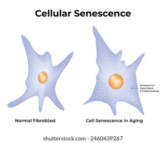 Diagrama de Ilustración vectorial de diseño de Ciencia de senescencia celular