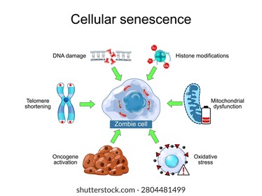 Cellular senescence. Zombie cell and Causes of premature aging factors. Hallmarks of ageing. Anti-aging therapy. Anti aging medicine. Education illustration. Vector Medical infographic diagram