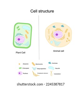 The cellular structural and important organelle in the cell : Plant and Animal that picture showing the same and different organelle.