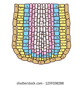 Cellular structure of living tissue. Enlarged view under a microscope. Scientific work. Layers of cells of different colors. Biological education.