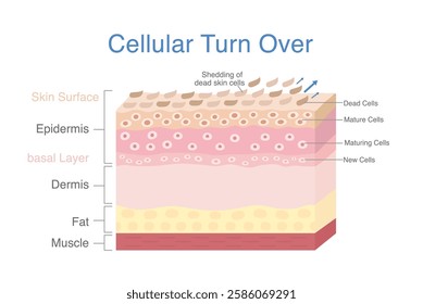 Cellular turn over diagram. 3D skin layer showing start of cells produced in basal layer then maturing and moving up and ending at shedding of dead skin cells at top layer skin.