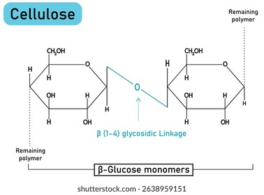 Cellulose Chemical Structure – Detailed Vector Diagram of β-Glucose Polymer with β(1-4) Glycosidic Linkages – Plant Fiber, Carbohydrate Chain, Biochemistry and Organic Chemistry Illustration