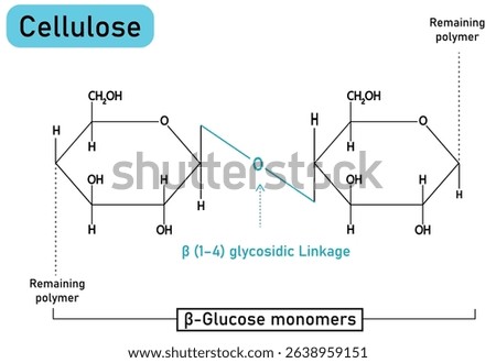 Cellulose Chemical Structure – Detailed Vector Diagram of β-Glucose Polymer with β(1-4) Glycosidic Linkages – Plant Fiber, Carbohydrate Chain, Biochemistry and Organic Chemistry Illustration