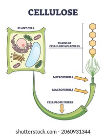 Cellulose As Organic Compound Structure From Plant Cell Outline Diagram. Educational Labeled Biological Inner Microfibrils, Macrofibrils And Chain Molecules Fibers Parts Location Vector Illustration.