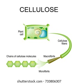 Cellulose In The Plant Cell. Structure Of A Cellulose Fibers: Macrofibrils, Microfibrils, Chains Of Cellulose Molecules