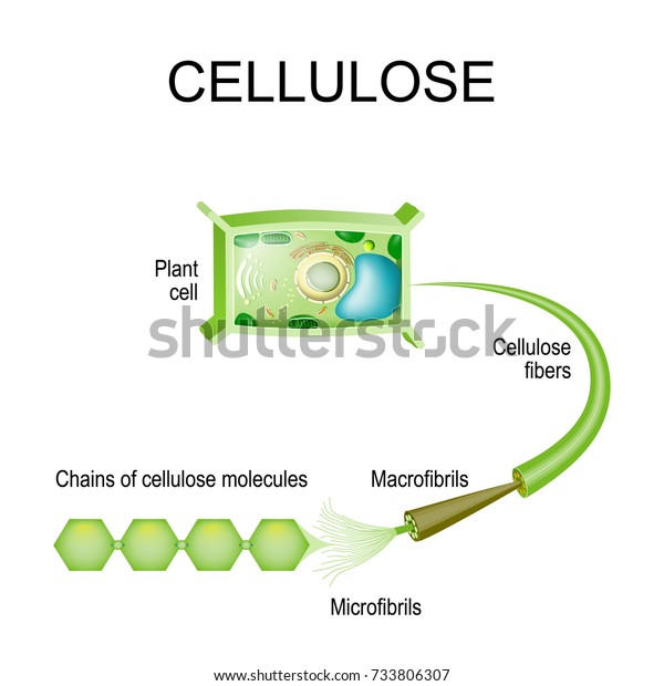 植物細胞内のセルロース セルロース繊維の構造 マクロフィブリル マイクロフィブリル セルロース分子の鎖 のベクター画像素材 ロイヤリティフリー