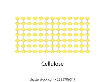 Cellulose structure, polysaccharide. Vector Illustration.