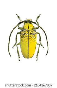 Celosterna pollinosa. Escarabajo de fondo blanco. Ilustración vectorial de fallos. Colección de entomología. Dibujar a mano con un insecto. Estilo Aquarelle. Arte para tarjetas de felicitación, logotipo, decoración y diseño.