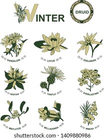 Celtic horoscope. Druid of winter flowers. A set of 9 flowers: dandelion, lotus, edelweiss, gentian, thistle, everlasting, mistletoe, belladonna, mimosa. Astrological calendar. Botanical drawings