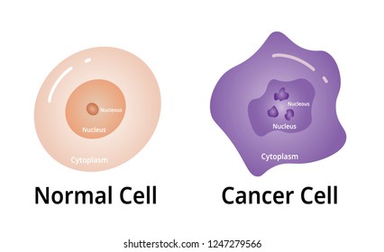 Cencer cell, with Normal Cell Compare, illustration Vector