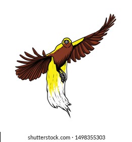 30 Gambar  Kartun Burung  Cendrawasih  Kumpulan Gambar  Kartun